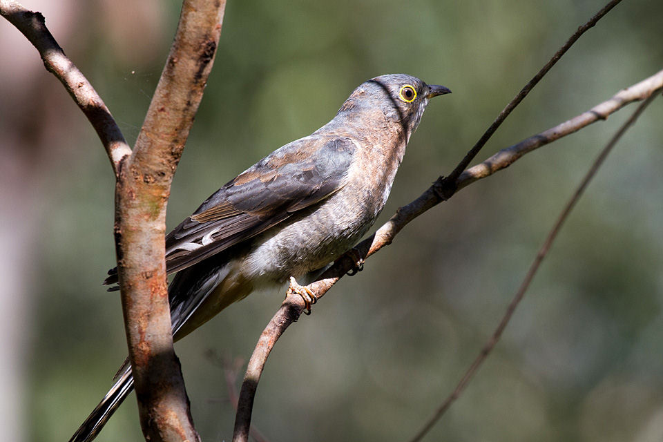 Fan-tailed Cuckoo (Cacomantis flabelliformis)